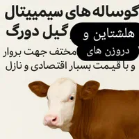 گاوداشتی و گوساله پرواری