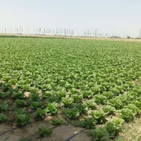 فروش ۲۵۰۰ متری|فروش دفتر صنعتی، کشاورزی، تجاری|هشتگرد, |دیوار