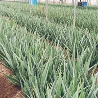 فروش پاجوش آلوئه‌ورا جهت کاشت در گلخانه ها