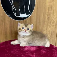 بچه گربه های اصیل نژاد دار گوگولی|گربه|کرج, دولت‌آباد|دیوار