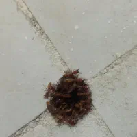 موریانه زدایی وسم پاشی
