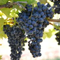 نهال چنار صنوبر و انواع میوه|خدمات باغبانی و درختکاری|خلخال, |دیوار