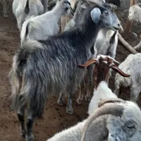 برای داشت