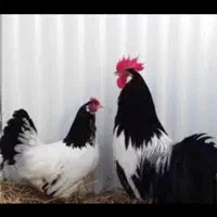 فروش مرغ و خروس لاکنولدر|حیوانات مزرعه|اصفهان, گیان|دیوار