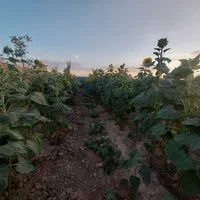 باغ ۱۰۰۰متری نصف قیمت شهرک حجت|فروش خانه و ویلا|مشهد, نوچاه|دیوار