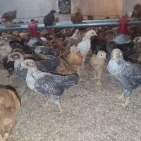 نیمچه مرغ گلپایگانی درشت و پرهیکل|حیوانات مزرعه|زاهدان, |دیوار