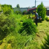 باغبانی و سمپاشی|خدمات باغبانی و درختکاری|رشت, گلباغ نماز|دیوار