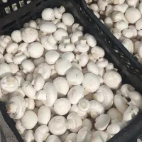 قارچ درجه یک|خوردنی و آشامیدنی|گلپایگان, |دیوار