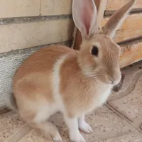خرگوش گم شده
