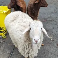 گوسفند زنده بره نرینه قلم ابی وصورت