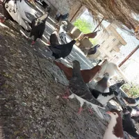 برای فروش|پرنده|شیراز, دشت چنار|دیوار