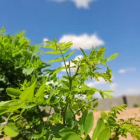 ۴۰۰مترزمین با امتیازات قانونی سهیلیه