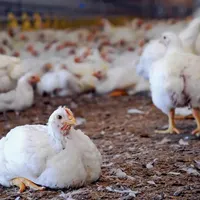 استخدام کارگر برای مرغداری