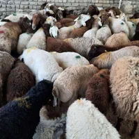 *جایگاه مرکزی*دامِ زنده/نصفه گوشت تضمینی/خونی|حیوانات مزرعه|مشهد, جانباز|دیوار