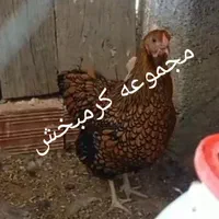 مرغ ویاندوت تخم نطفه ازتمام ذاتها یک جفت مولداورنج|پرنده|شیراز, حافظیه|دیوار