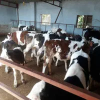 فروش گوساله سمینتال هلشتاین اصیل نرماده|حیوانات مزرعه|بندر ترکمن, |دیوار