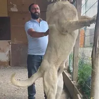 سگ نگهبان بالغ ، با این سگها خیالتان راحت|سگ|چهارباغ, |دیوار