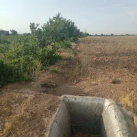 5000 متر زمین باغی با پنجاه متر بنا در تاکستان|فروش دفتر صنعتی، کشاورزی، تجاری|تاکستان, |دیوار