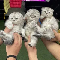 بچه گربه های خوجل موجل