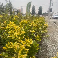 شمشاد طلایی فقط ۲۵|خدمات باغبانی و درختکاری|تهران, شهرک استقلال|دیوار