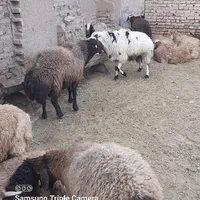 فروش گوسفند زنده جهت قربانی درپل کلاک|حیوانات مزرعه|کرج, کلاک نو|دیوار