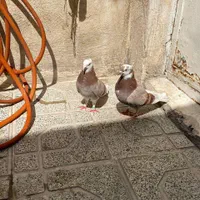 کفتر|پرنده|تهران, نعمت‌آباد|دیوار