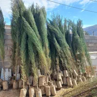 نهال سرو ناز شیراز(گرین پنسل)|گل و گیاه طبیعی|کرمان, |دیوار