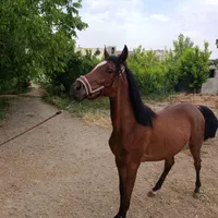 کره اسب عرب یکسر