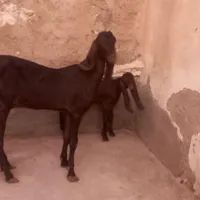 بز  وپاکستاتیی برهه گوسف|حیوانات مزرعه|اهواز, بهارستان|دیوار