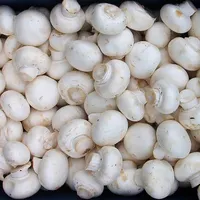 قارچ درجه یک|خوردنی و آشامیدنی|گلپایگان, |دیوار