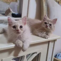 گربه پرشین اسکاتیش