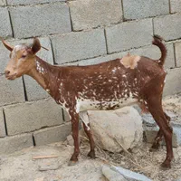 بز صلاله همراه کهره ماده