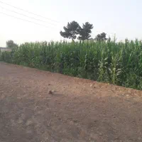 ده هزار زمین بر اتوبان اصلی|فروش دفتر صنعتی، کشاورزی، تجاری|باقرشهر, |دیوار