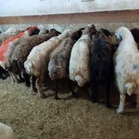 میش و شیشک چاق چاقبرایمصرفخانه|حیوانات مزرعه|بروجرد, |دیوار