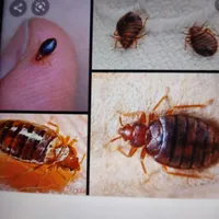 سم پاش سمپاشی سوسک و ساس با گارانتی فقط در یک جلسه