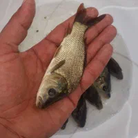 ماهی کپور. قرمز. کوی.