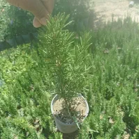 رزماری ولاواندر|گل و گیاه طبیعی|کرج, ملک‌آباد|دیوار