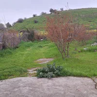 زمین باغی روستای نصرآبادبه متراژ ۱۳۵۶مترمربع|فروش دفتر صنعتی، کشاورزی، تجاری|گرگان, |دیوار