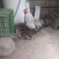 فروش انواع خروس اصیل و اردک اسرائیلی اصل سفید|حیوانات مزرعه|خرم‌آباد (تنکابن), |دیوار