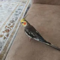 عروس هلندی گمشده