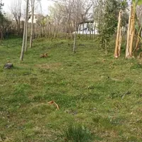زمینی مسکونی در روستای شالما و روستای گنجار|فروش زمین و ملک کلنگی|احمدسرگوراب, |دیوار