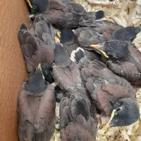 مرغ میناشاه تخم سرلاکی مناسب برای سخنگو|پرنده|قائم‌شهر, |دیوار