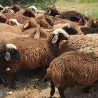گوسفند زنده20کیلو تا65کیلو جهت قربانی سرتاسر تهران