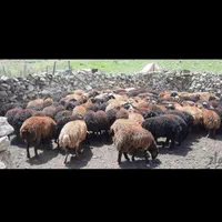 گوسفند زنده تحت نظارت شهرداری،کشتارگاه