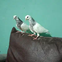 گمشده