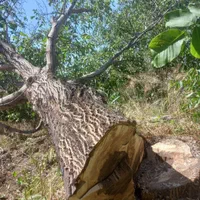 انواع و اقسام مختلف چوب|خدمات باغبانی و درختکاری|اراک, |دیوار