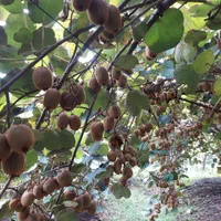 باغ کیوی فروشی لیسار|فروش زمین و ملک کلنگی|تالش, تالش|دیوار