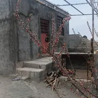 فروش باغ ۵ ساله تحت پمپاژ هولاسو|فروش زمین و ملک کلنگی|شاهین دژ, |دیوار