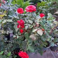 باغبانی و ایجاد فضای سبز|خدمات باغبانی و درختکاری|ورامین, |دیوار