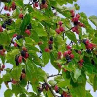 سفارش نخل خرما پاجوش برحی تنه ارتفاع متری|گل مصنوعی|اهواز, فاز ۱ پادادشهر|دیوار